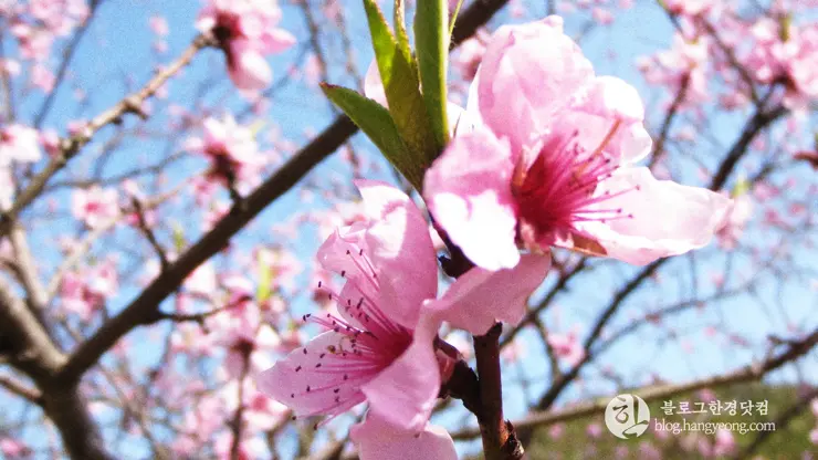 포항 경상북도 수목원, 하늘과 산이 맞닿아 있는 정원