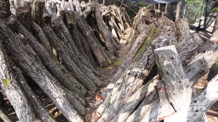 포항 경상북도 수목원, 하늘과 산이 맞닿아 있는 정원