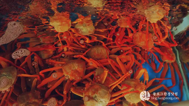 경북 울진 물곰탕 전문점 대우수산, 속이 확 풀리는 시원한 국물