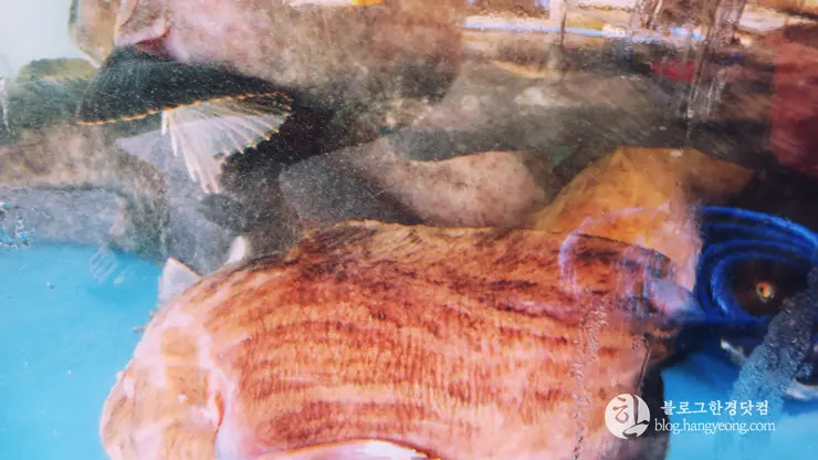 경북 울진 물곰탕 전문점 대우수산, 속이 확 풀리는 시원한 국물