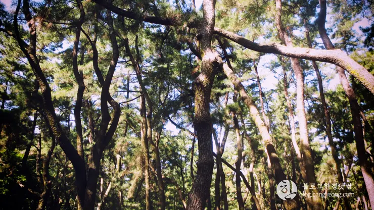 경주여행 1, 천년신라의 찬란함이 잠들어 있는 경주 (대릉원, 첨성대)