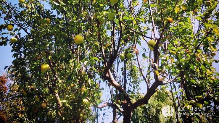 경주여행 1, 천년신라의 찬란함이 잠들어 있는 경주 (대릉원, 첨성대)