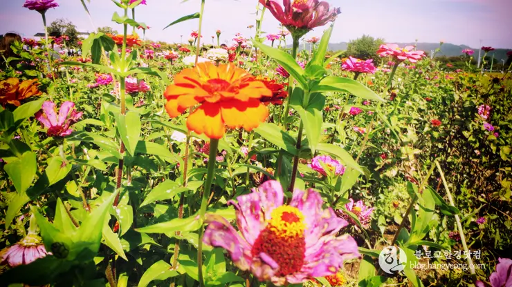 경주여행 1, 천년신라의 찬란함이 잠들어 있는 경주 (대릉원, 첨성대)