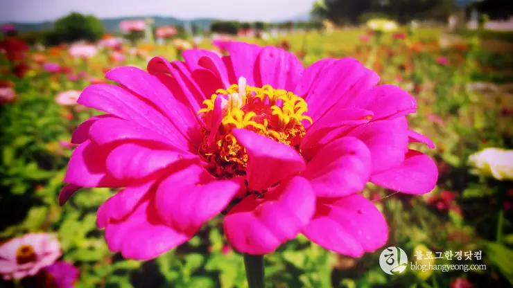 경주여행 1, 천년신라의 찬란함이 잠들어 있는 경주 (대릉원, 첨성대)