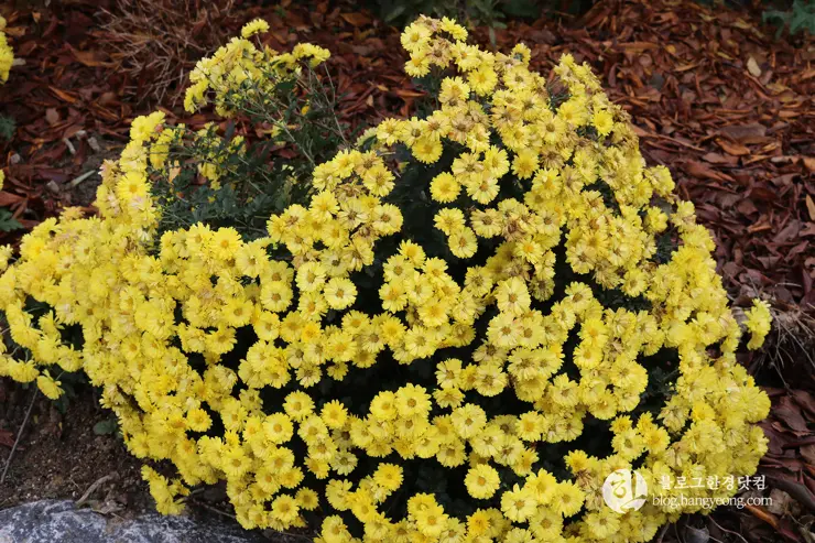 청주 가볼만한곳, 일신여자고등학교 일대 탑동 양관
