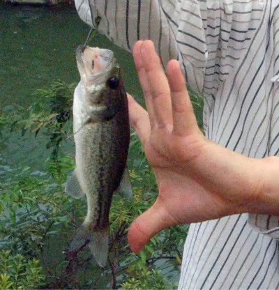 루어낚시 (첫 조과 in 명암천)