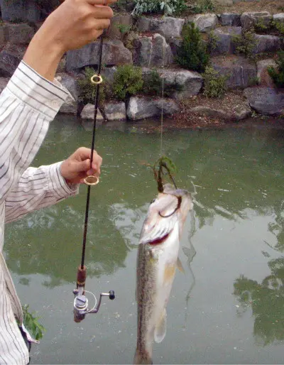 루어낚시 (첫 조과 in 명암천)