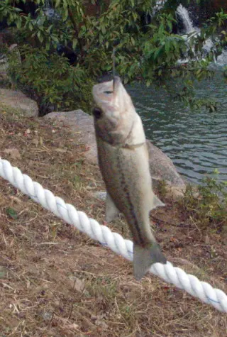 루어낚시 (첫 조과 in 명암천)