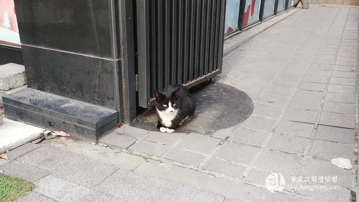 경기도 용인 보정동 카페문화의 거리, 개성 넘치는 카페가 즐비한 곳