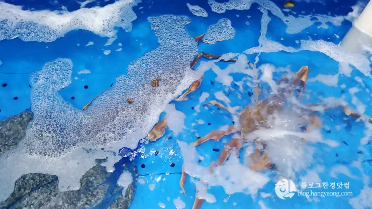 하이벳 수산, 청주 봉명동 대게 랍스터 킹크랩 전문 저렴한 곳 맛집