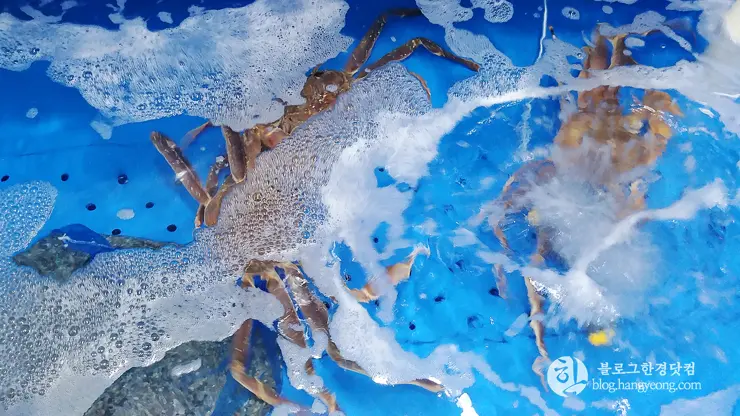 하이벳 수산, 청주 봉명동 대게 랍스터 킹크랩 전문 저렴한 곳 맛집