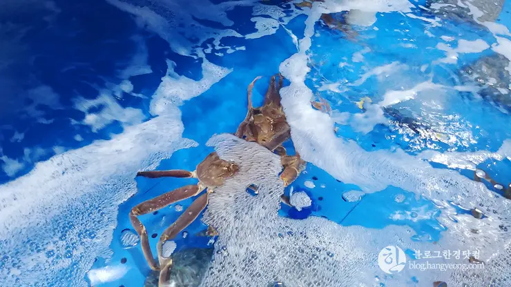 하이벳 수산, 청주 봉명동 대게 랍스터 킹크랩 전문 저렴한 곳 맛집