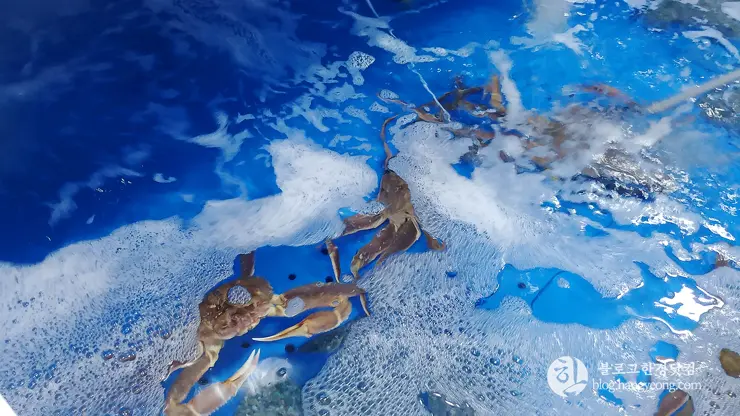 하이벳 수산, 청주 봉명동 대게 랍스터 킹크랩 전문 저렴한 곳 맛집