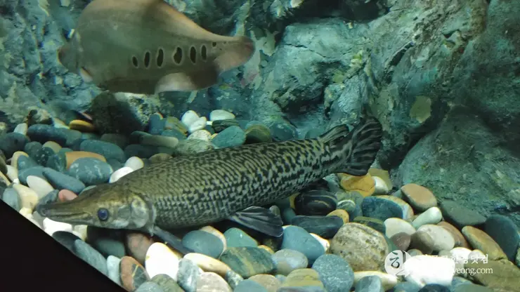 롯데월드 아쿠아리움 제2롯데월드, 잠실 롯데타워