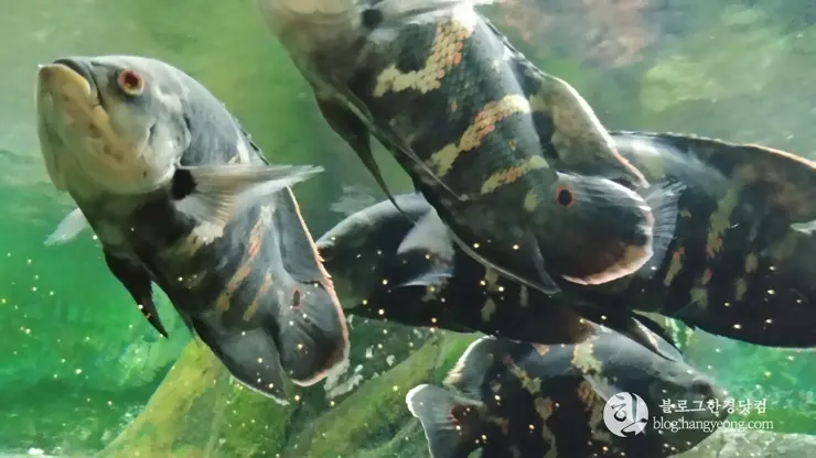 롯데월드 아쿠아리움 제2롯데월드, 잠실 롯데타워