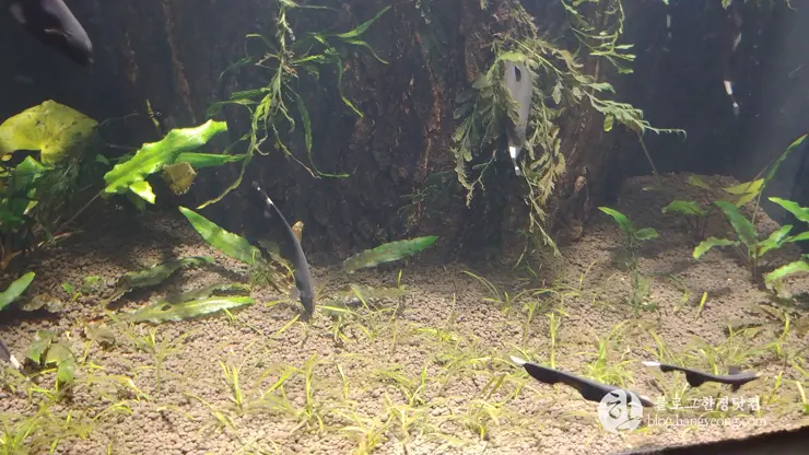 롯데월드 아쿠아리움 제2롯데월드, 잠실 롯데타워