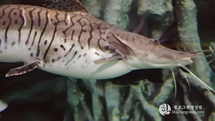 롯데월드 아쿠아리움 제2롯데월드, 잠실 롯데타워