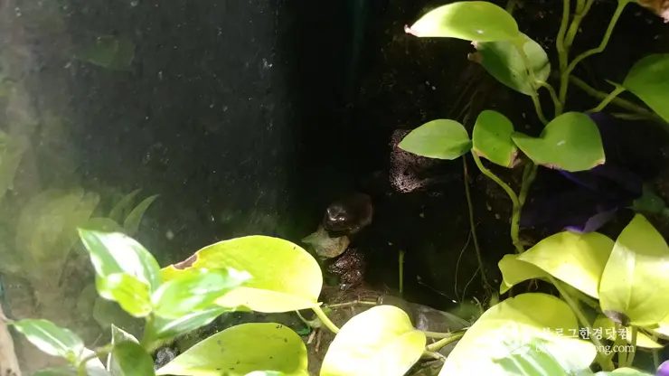 롯데월드 아쿠아리움 제2롯데월드, 잠실 롯데타워