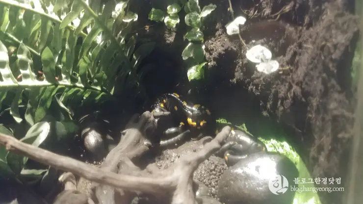 롯데월드 아쿠아리움 제2롯데월드, 잠실 롯데타워