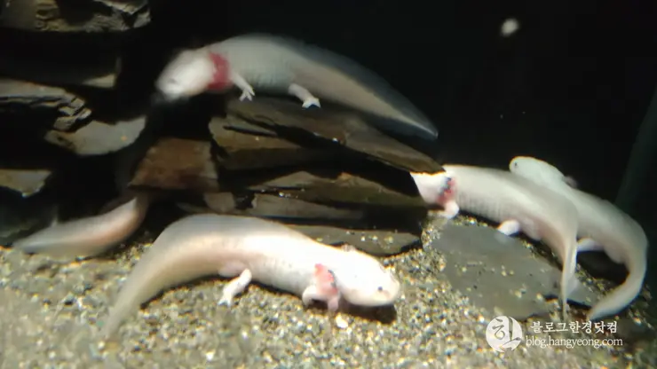 롯데월드 아쿠아리움 제2롯데월드, 잠실 롯데타워