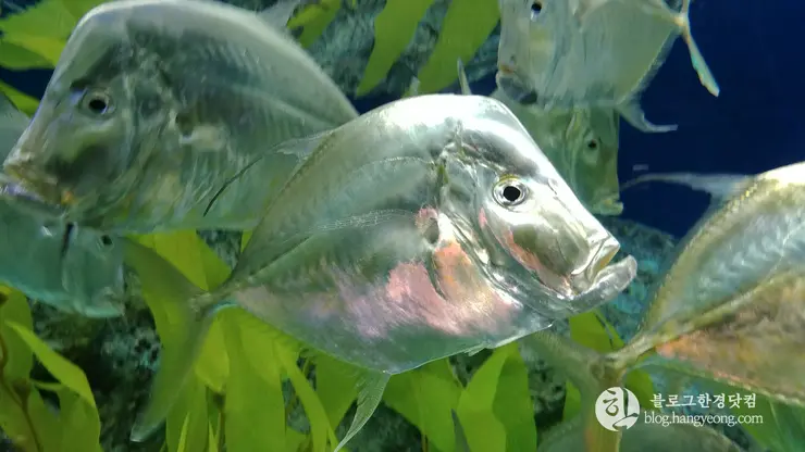 롯데월드 아쿠아리움 제2롯데월드, 잠실 롯데타워