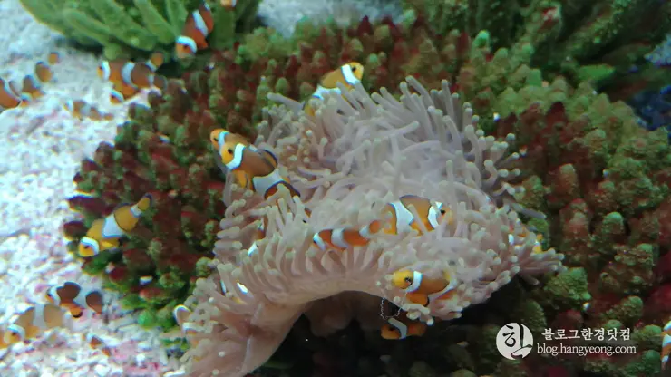 롯데월드 아쿠아리움 제2롯데월드, 잠실 롯데타워