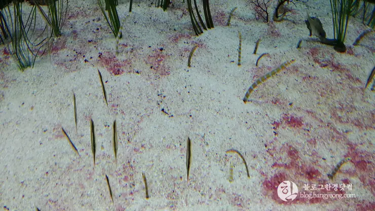 롯데월드 아쿠아리움 제2롯데월드, 잠실 롯데타워