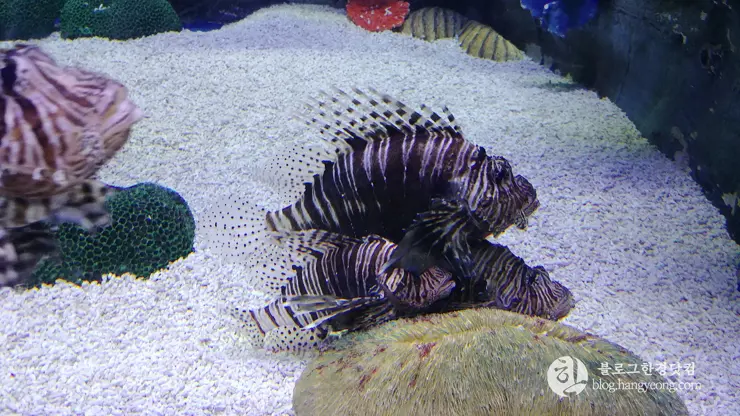 롯데월드 아쿠아리움 제2롯데월드, 잠실 롯데타워