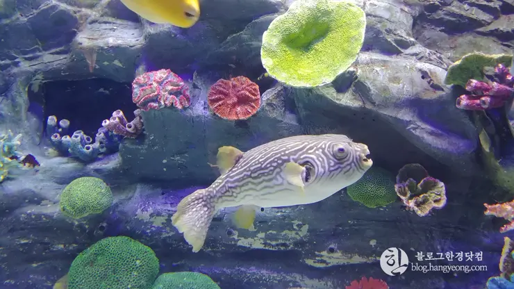 롯데월드 아쿠아리움 제2롯데월드, 잠실 롯데타워