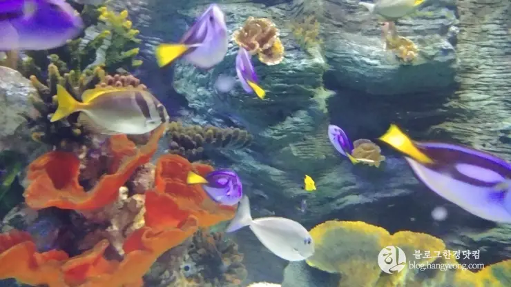 롯데월드 아쿠아리움 제2롯데월드, 잠실 롯데타워