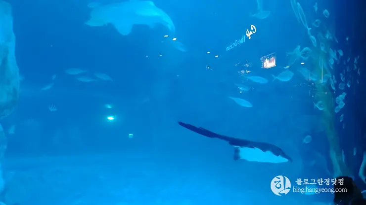 롯데월드 아쿠아리움 제2롯데월드, 잠실 롯데타워