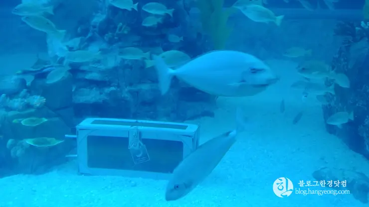 롯데월드 아쿠아리움 제2롯데월드, 잠실 롯데타워