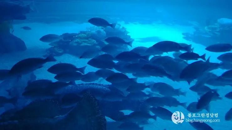 롯데월드 아쿠아리움 제2롯데월드, 잠실 롯데타워