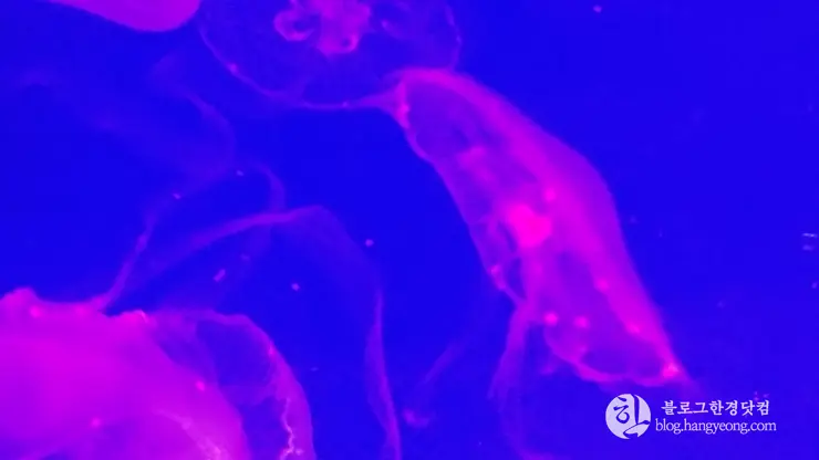 롯데월드 아쿠아리움 제2롯데월드, 잠실 롯데타워