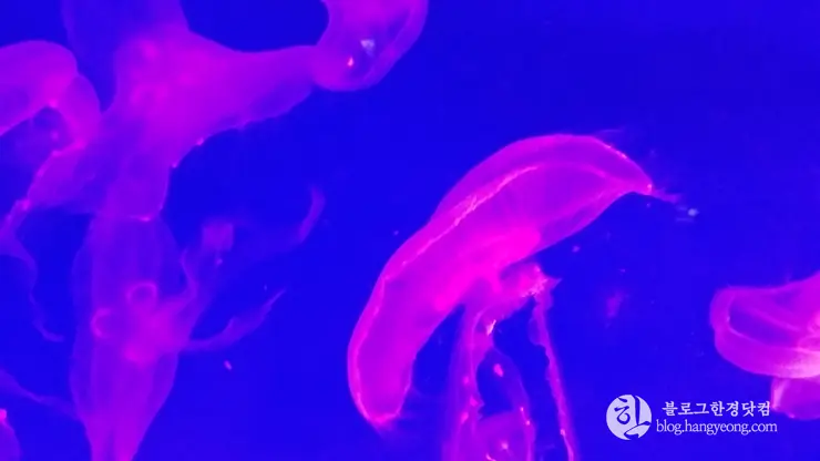 롯데월드 아쿠아리움 제2롯데월드, 잠실 롯데타워