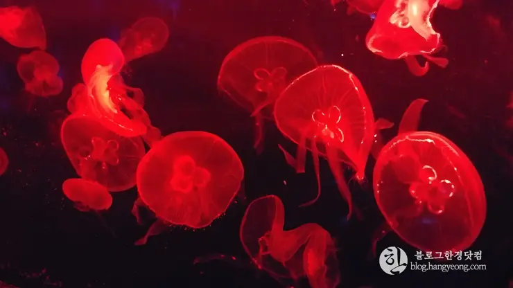 롯데월드 아쿠아리움 제2롯데월드, 잠실 롯데타워