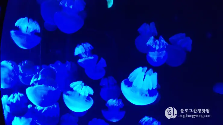 롯데월드 아쿠아리움 제2롯데월드, 잠실 롯데타워