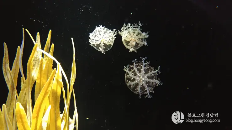 롯데월드 아쿠아리움 제2롯데월드, 잠실 롯데타워