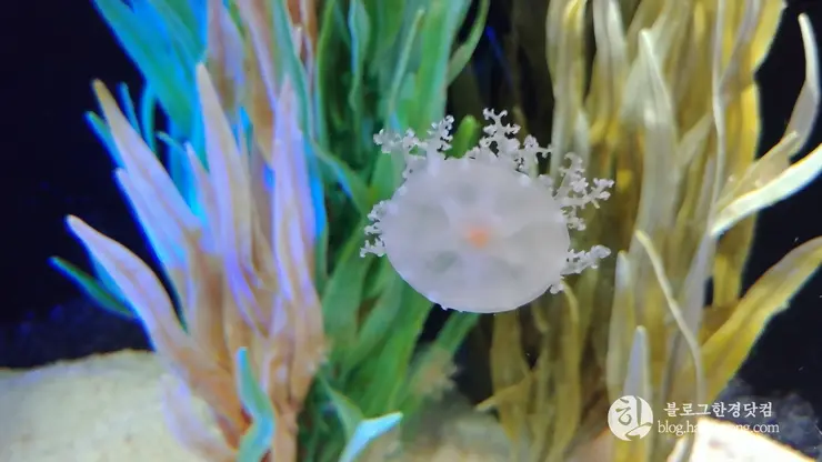 롯데월드 아쿠아리움 제2롯데월드, 잠실 롯데타워