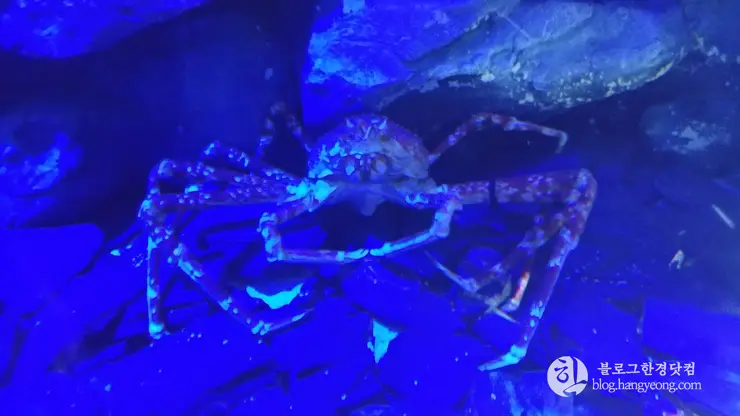 롯데월드 아쿠아리움 제2롯데월드, 잠실 롯데타워