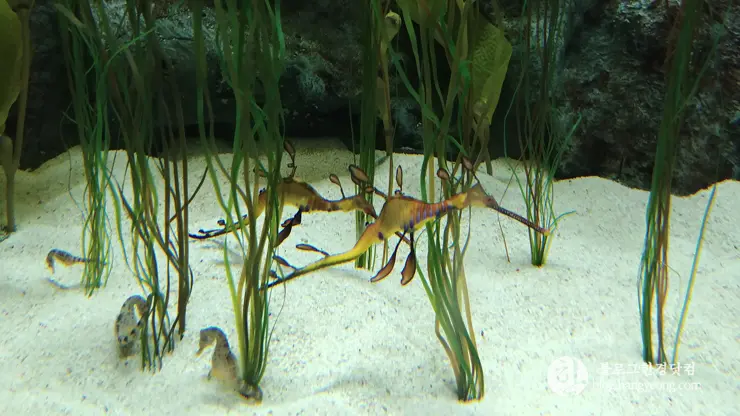 롯데월드 아쿠아리움 제2롯데월드, 잠실 롯데타워