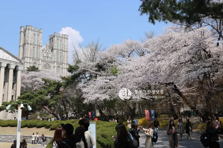 경희대학교 경희랜드 봄 벚꽃놀이 구경