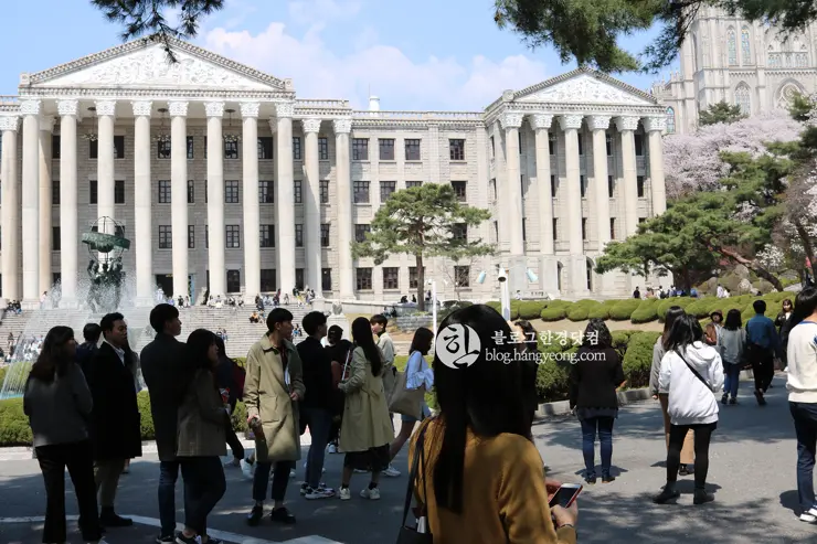 경희대학교 경희랜드 봄 벚꽃놀이 구경