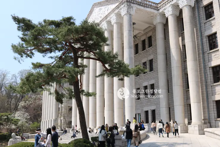 경희대학교 경희랜드 봄 벚꽃놀이 구경