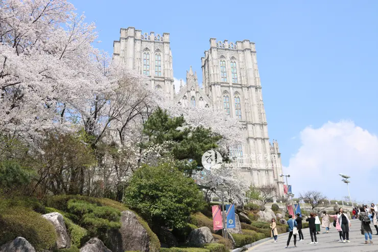 경희대학교 경희랜드 봄 벚꽃놀이 구경