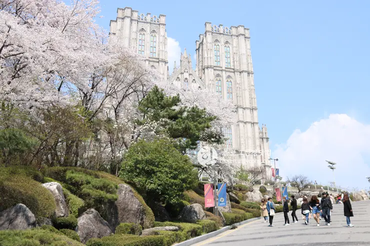 경희대학교 경희랜드 봄 벚꽃놀이 구경