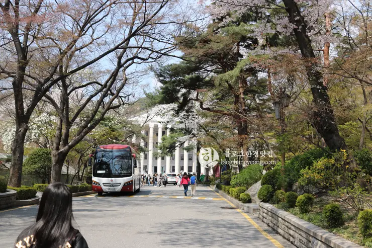 경희대학교 경희랜드 봄 벚꽃놀이 구경