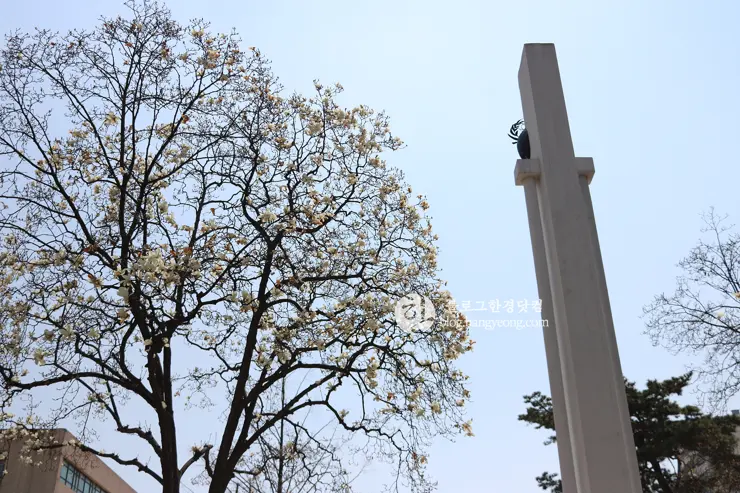 경희대학교 경희랜드 봄 벚꽃놀이 구경