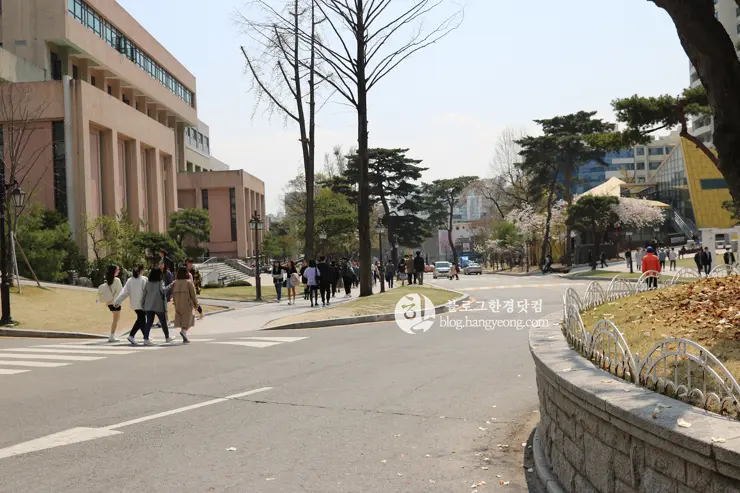 경희대학교 경희랜드 봄 벚꽃놀이 구경