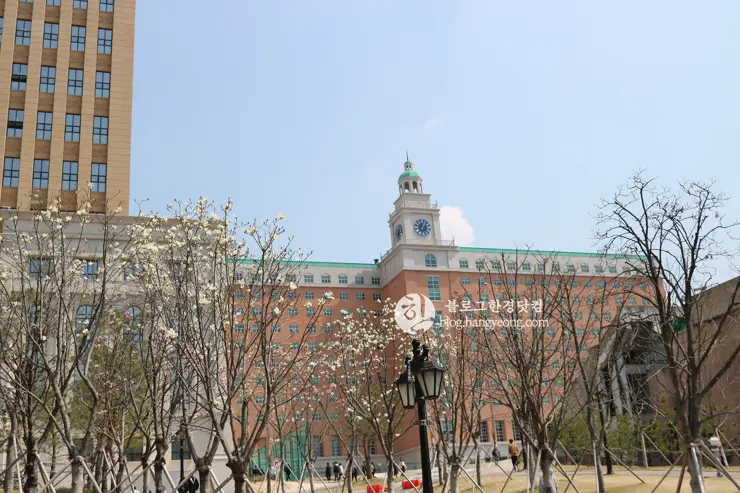 경희대학교 경희랜드 봄 벚꽃놀이 구경